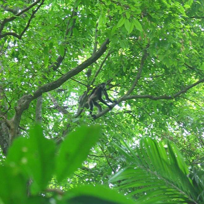 Chaguantique Nature Rederve, El Salvador: Audio Journeys Explores One Of The Last Remaining Rainforests