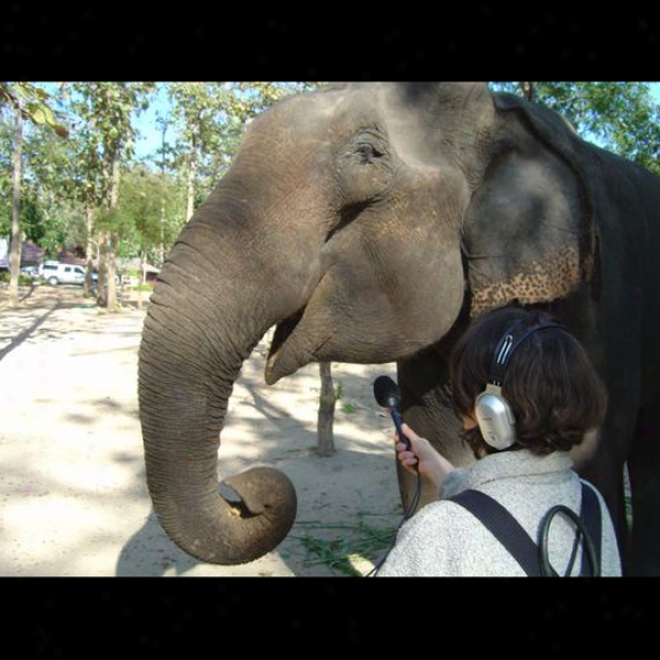 Giants On Our Hands: The Unemployed Elephants Of Asia (unabridged)