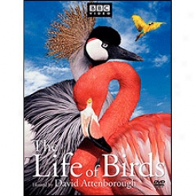 Life Of Birds Dvd