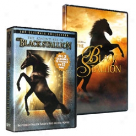 The Black Stallion Cllection Dvd