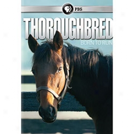 Thoroughbred Born To Run Dvd