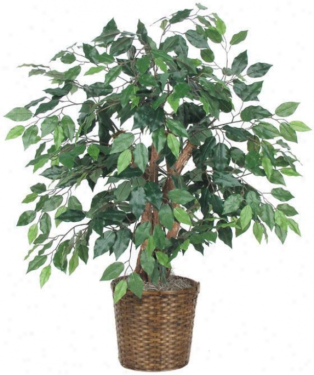 "36""h Capensia Bush - 36""hx32""d, Green"