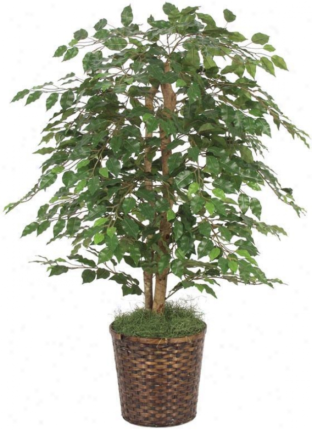 "48""h Ficus Bush - 48""hx36""d, Green"