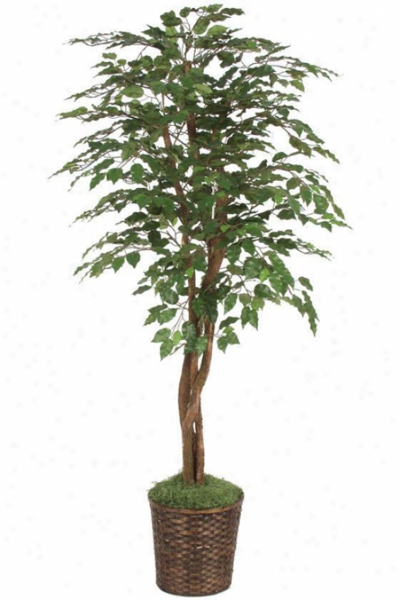 "72""h Ficus Tree - 72""hx36""d, Green"