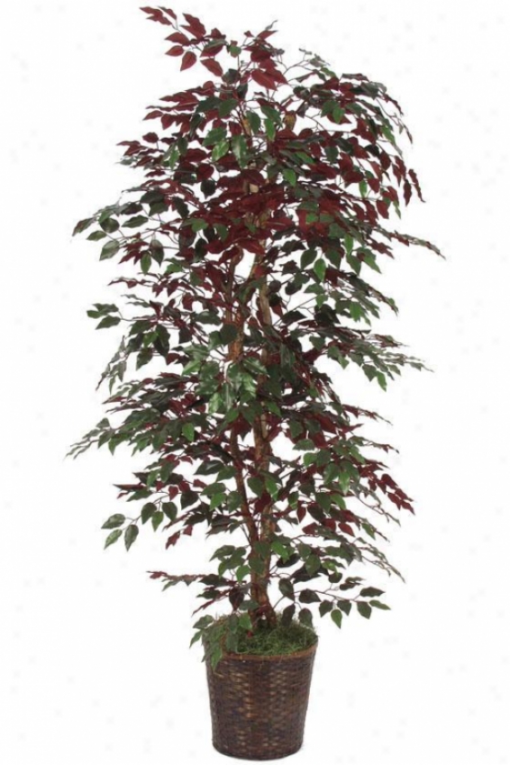 "78""h Capensia Bush - 78""hx36""d, Green"