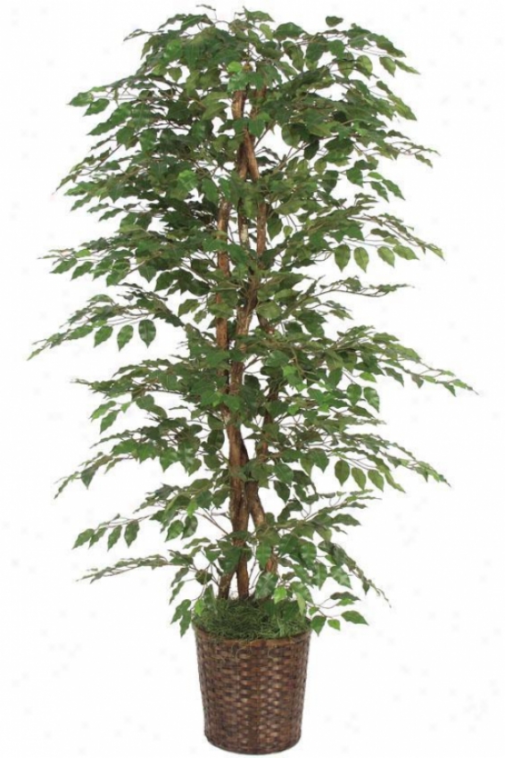 "78""h Fichs Bush - 78""hx36""d, Green"