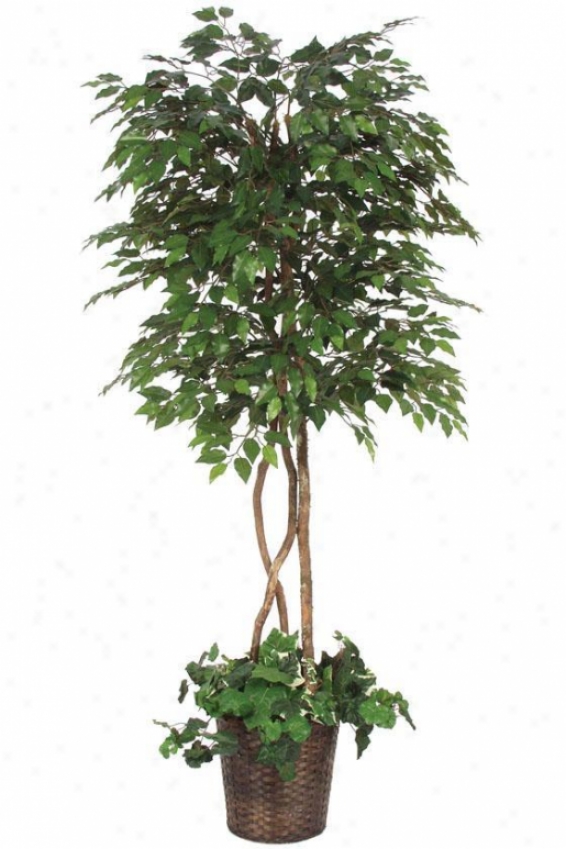 "78""h Ficus Tree Underplanted - 78""hx36""d, Flourishing"