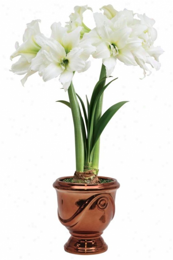 "amaryllis Double Ice Queen - 24""hx6""w, Red"