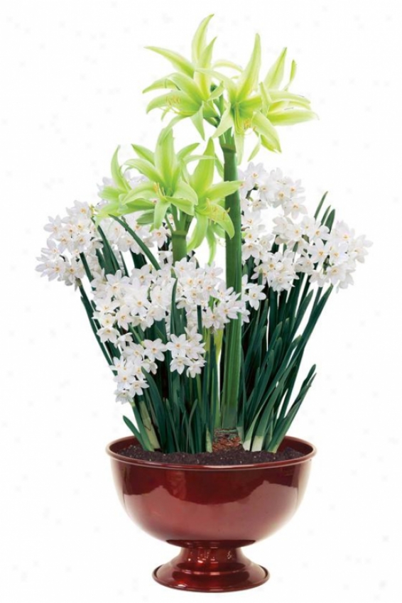 "amaryllis Evergreen & Paperwhite Duo - 24""hx11""w, White"