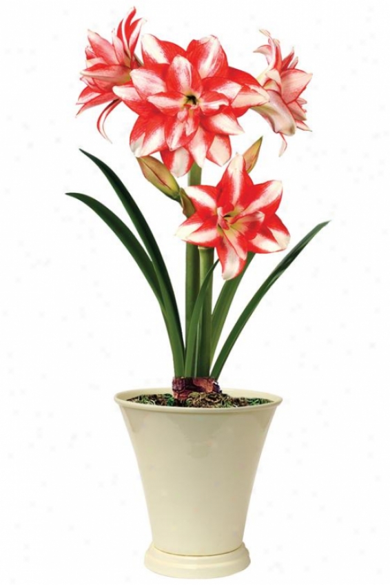 "amaryllis Exotic Peacock - 24""hx6""w, Red"