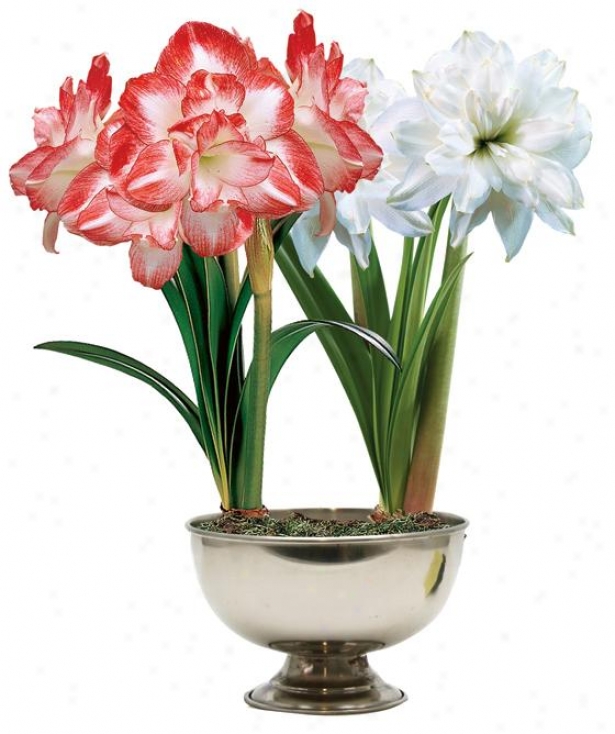 "amaryllis Peacock Duo - 24""hx11""w, Red"