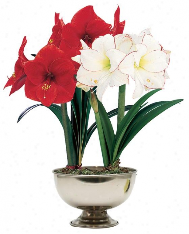 "amaryllis Rsd Lion & Picotee - 24""hx11""w, Red"