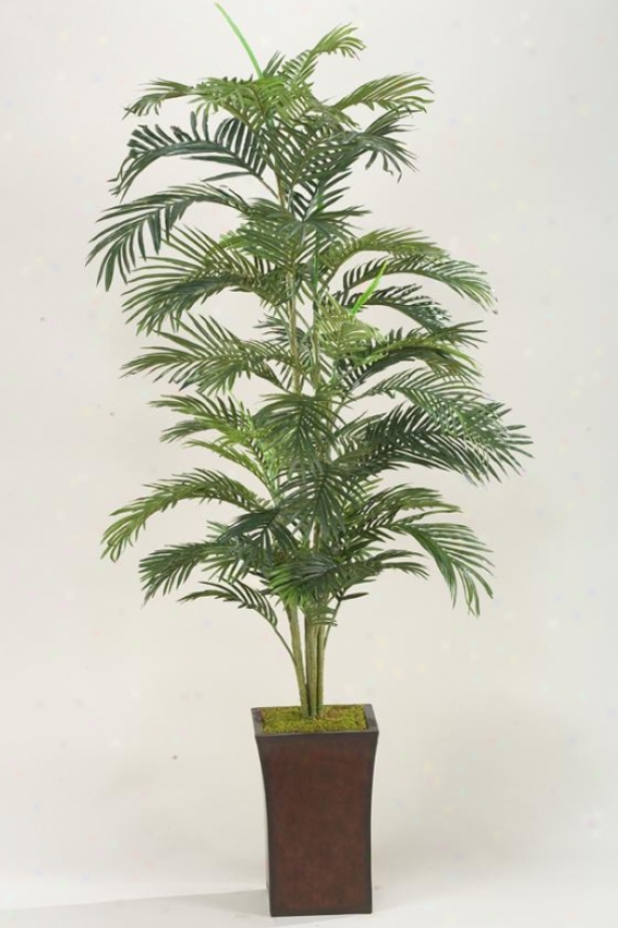 Areca Palm In Flared Planter - 6.5'h, Green