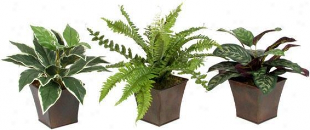 Assorted Foliage In Metal Planter - Set Of 3 - Flow Of 3, Green