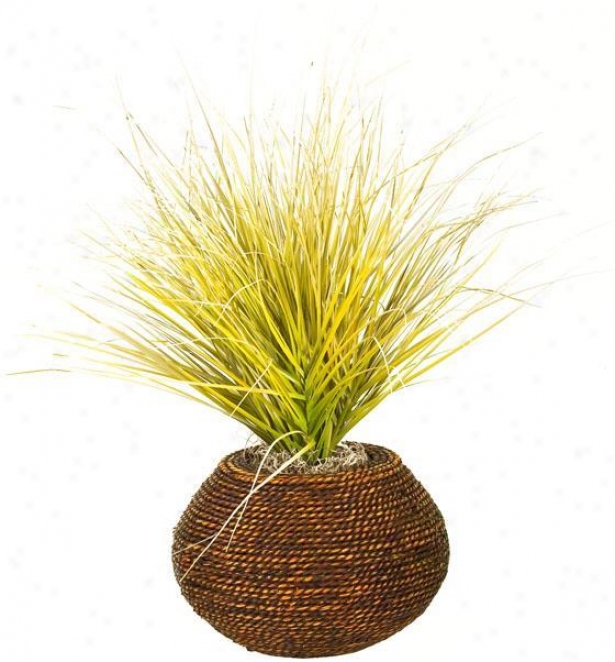 "beach Onion Grass In Round Braided Rope Planter - 16""hx16""w, Green"