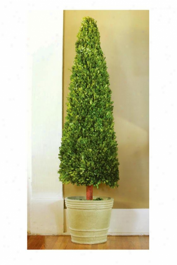 Boxwood Cone - 4 F, Green