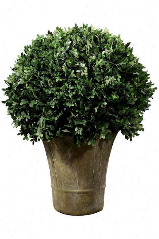 "boxwood Foliage Topiary With Round Ceramic-like Base - Single 30""h, Rnd Ceramic-lk"