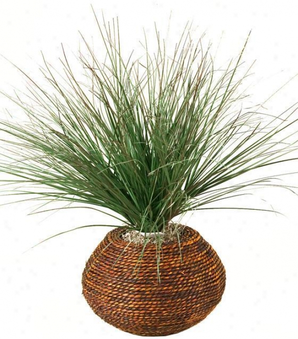 "burgundy Onion Grass In Round Braided Rope Planter - 16""hx16""w, Green"