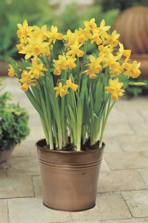 "daffodil Tete-a-tete - 8""hx6""w, Yellow"