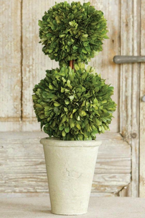 "double Ball Boxwood Topiary - 18""h, Green"