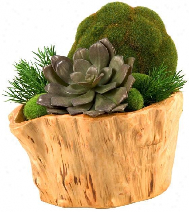 "echeveria And Moss Ball In Wooden Planter - 9""hx9""w, Green"