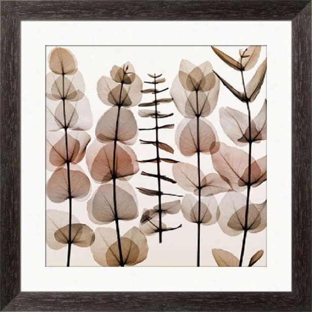 "eucalyptus Ii Framed Wall Art - 33""hx33""w, Esprso Cibe Frm"