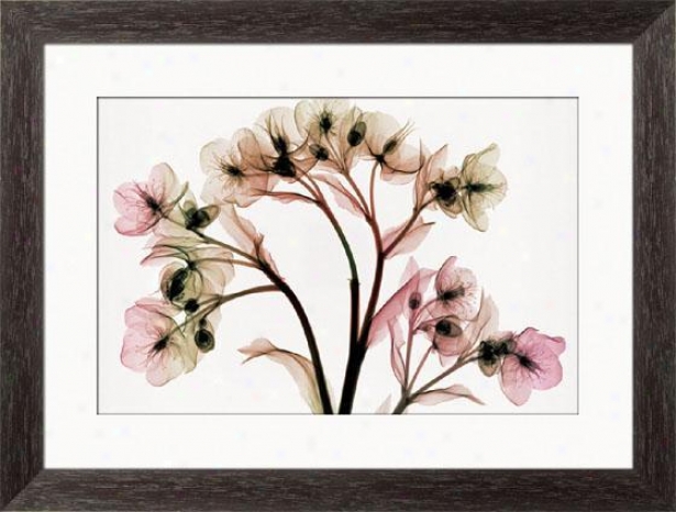 "hellebore Ii Framed Wall Art - 25""hx33""w, Esprso Cube Frm"