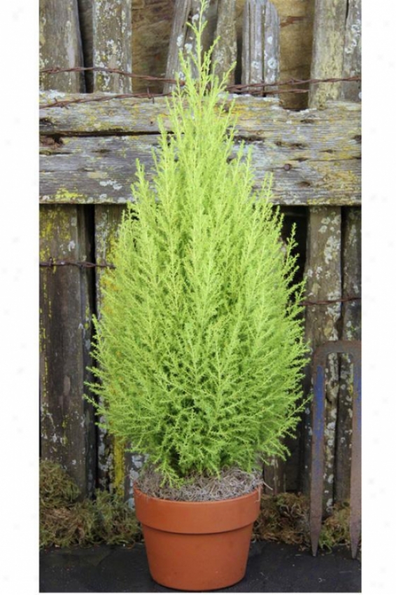 "lemon Cypress Cone - 25""hx8""w, Green"