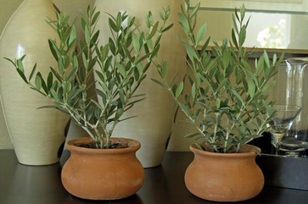 "olive Washpot Plant - Regular Of 2 - 14""hx9""w, Green"