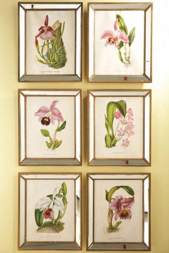 Orchidees Orchid Wall Art - Set Of 6 - Set Of 6, Clear