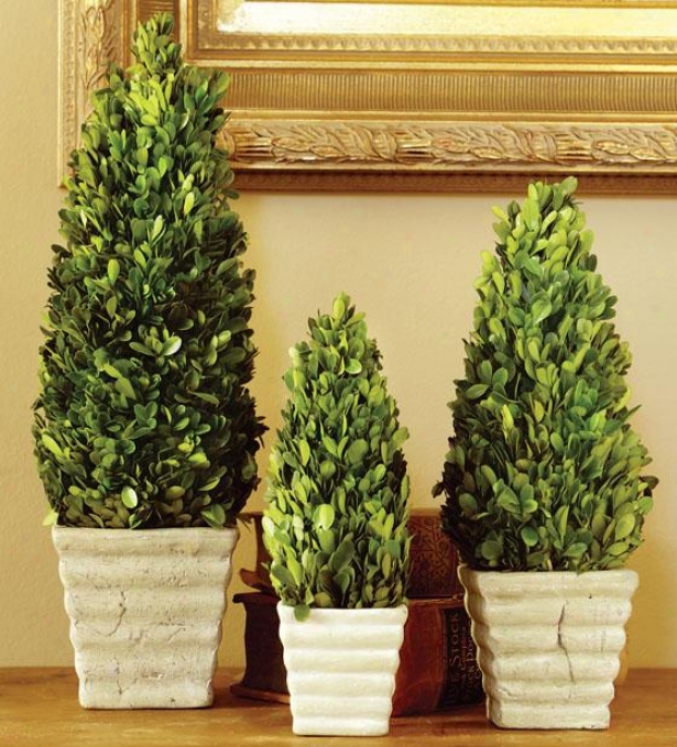 Potted Boxwood Topiaries - Set Of 3 - Set Of Three, Green