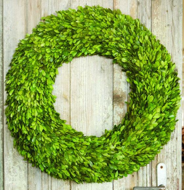 "preserved Boxwood Wreaths - 24"" Diameter, Green"