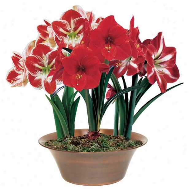 "red Amaryllis Trio - 24""hx18""w, Red"