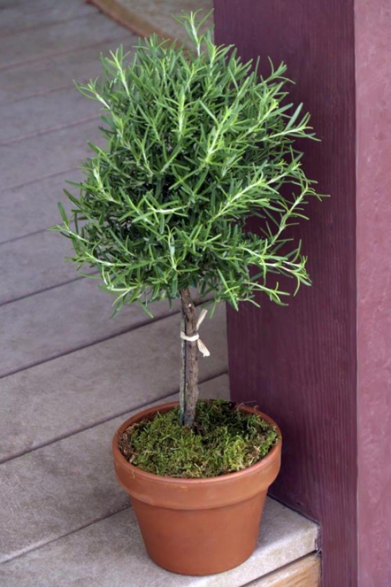 "rosemary Round Topiary - 18""hx7""w, Green"