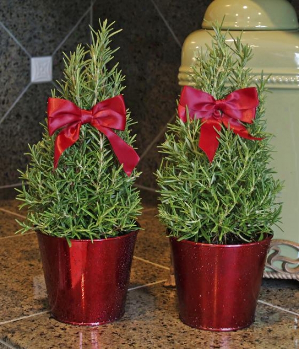 "rosemary Topiary - Set Of 2 - 12""hx6""w, Green"