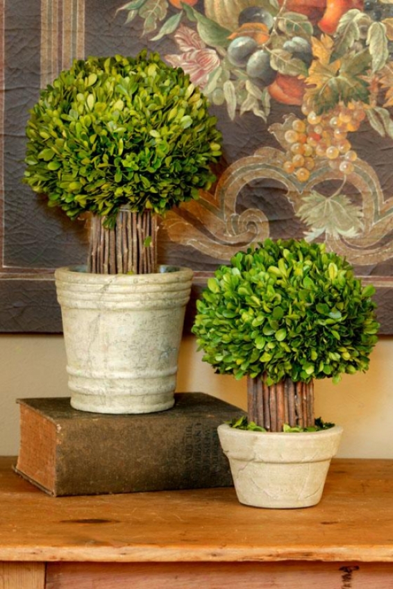 "small Hedged Boxwood Topiary - 12""h, Green"