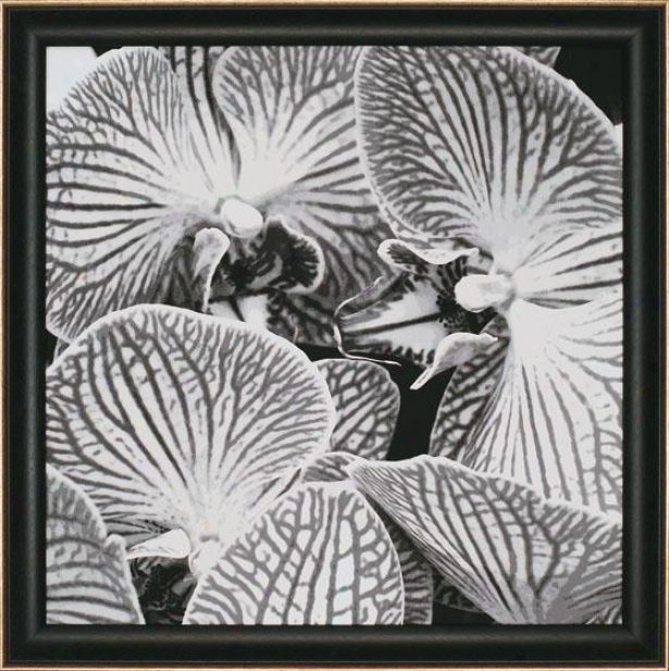 "strlped Orchid Wall Art - 35""squarex2""d, Black And White"