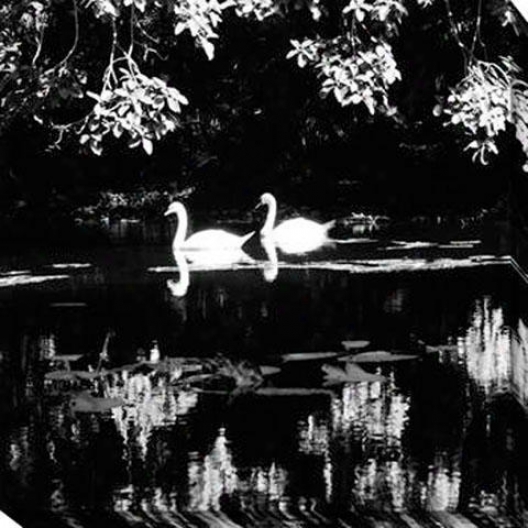 "swans Canvas Wall Art - 40""hx40""w, Black"