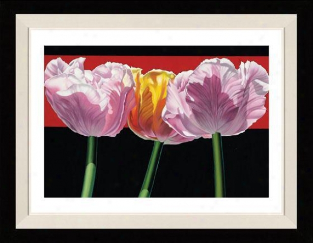 "tulips Framed Wall Art - 28""hx33""w, Floated Boack"