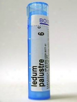 Boiron's - Ledum Palustre 6c 80 Plts