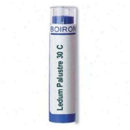 Boiron's Ledum Palustre30c