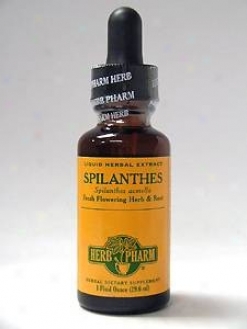 Herb Pharm's Spilantues/spilanhes Acmella 1 Oz